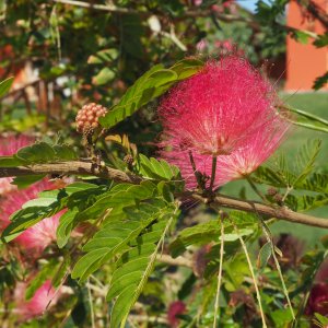 Albízia (Albizia Julibrissin) ´OMBRELLA BOUBRI´® - výška  40-60 cm, kont. C2L